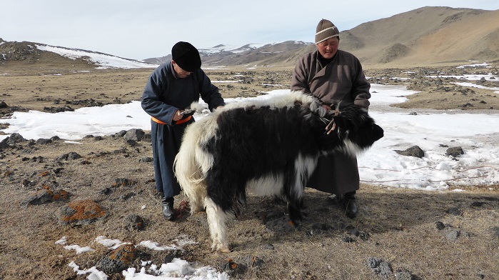 London based Tengri works collectively with yak herders in Mongolia as a fairshare business. © Tengri  