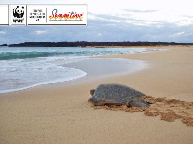 The loggerhead sea turtles caretta caretta are under threat in the first days of their lives. © Eurojersey 