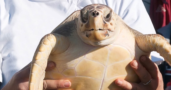 The loggerhead sea turtle (Caretta caretta), a symbol of the Mediterranean Sea. © WWF 