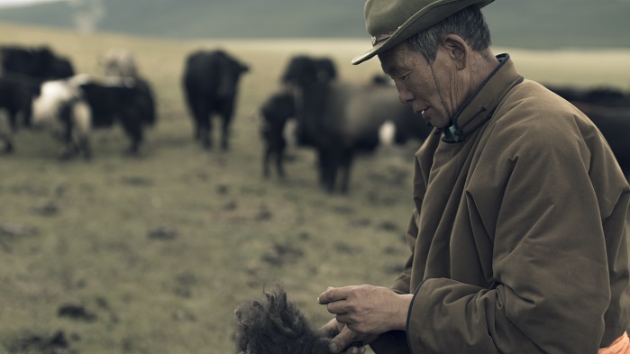 The company works with nomadic herders in Mongolia, supporting 4,500 families. © Tengri