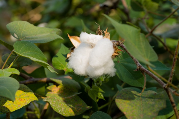 In India, over 2,400 cotton farmers from Fairtrade certified cooperative Noble Ecotech have benefitted from Fairtrade cotton sales. © Thought Leader Global Media