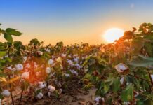 Mills and manufacturers who become members of the Trust Protocol have access to the its credit system to validate consumption of cotton and associated credits. © US Cotton Trust Protocol.