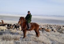 The program will give over 1000 women herders access to programs to help grow their individual businesses and take important leadership positions in their communities. © The Sustainable Fibre Alliance