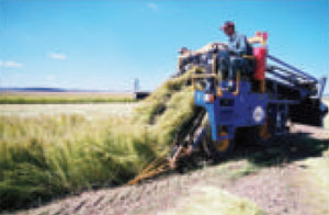 Pulling out the flax