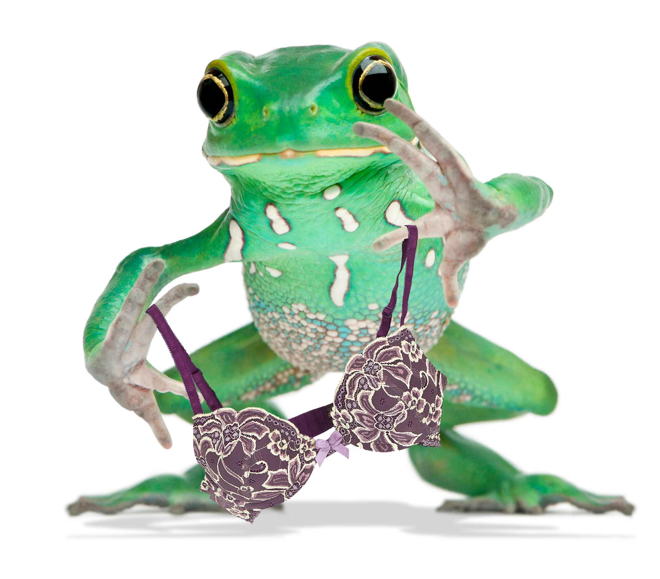 According to Karl Mayer, frogs are not the only creatures to be enchanted by the seductive bra shown here.