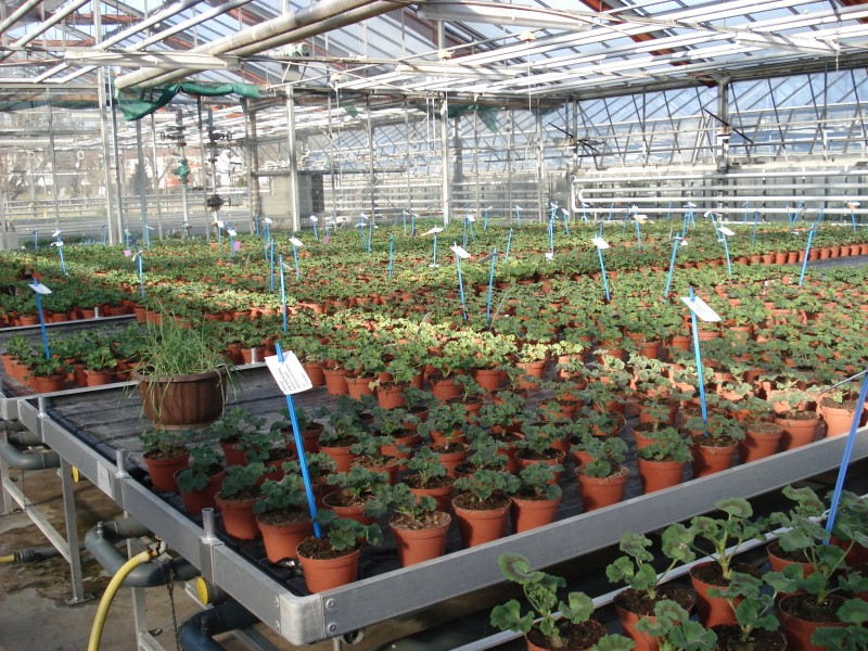 The heating elements can be used to control the vegetative phase very accurately to optimise the harvest. © Hohenstein Institute