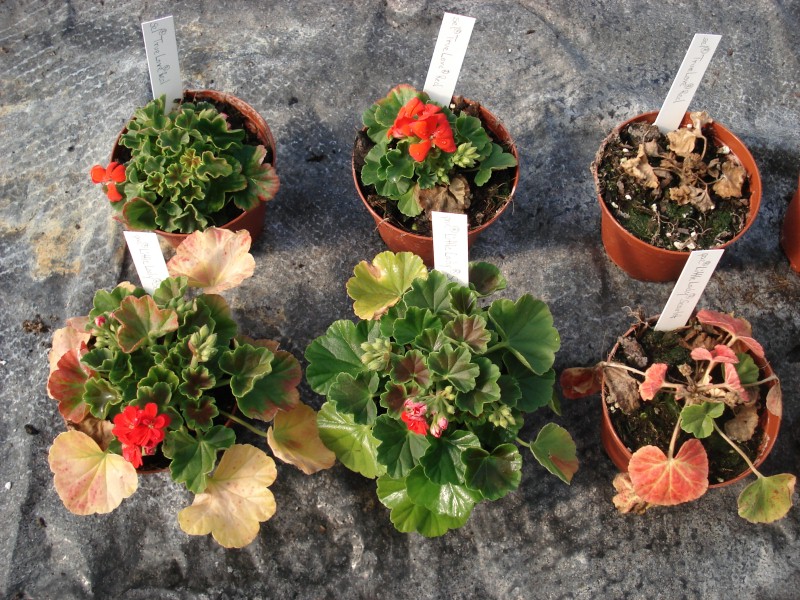 Field trials in an all-weather greenhouse after 14 weeks of heating Pelargoniums Left and centre: heated, Right: unheated © Hohenstein Institute