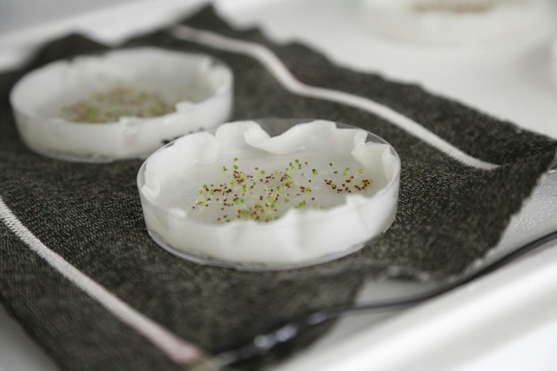 The Hohenstein researchers paid particular attention to analysing the heating capability of the textiles. This was studied in relation to the germination behaviour of the trial plants. © Hohenstein Institute