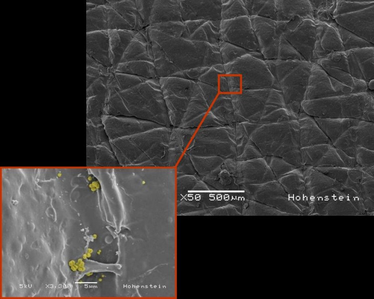 HUMskin has many of the same physiological properties as human skin and the same surface profile as the epidermis. © Hohenstein Institute