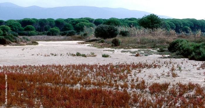 WWF Oasis - Orbetello Lagoon - Grosseto. © Michele Depraz/WWF