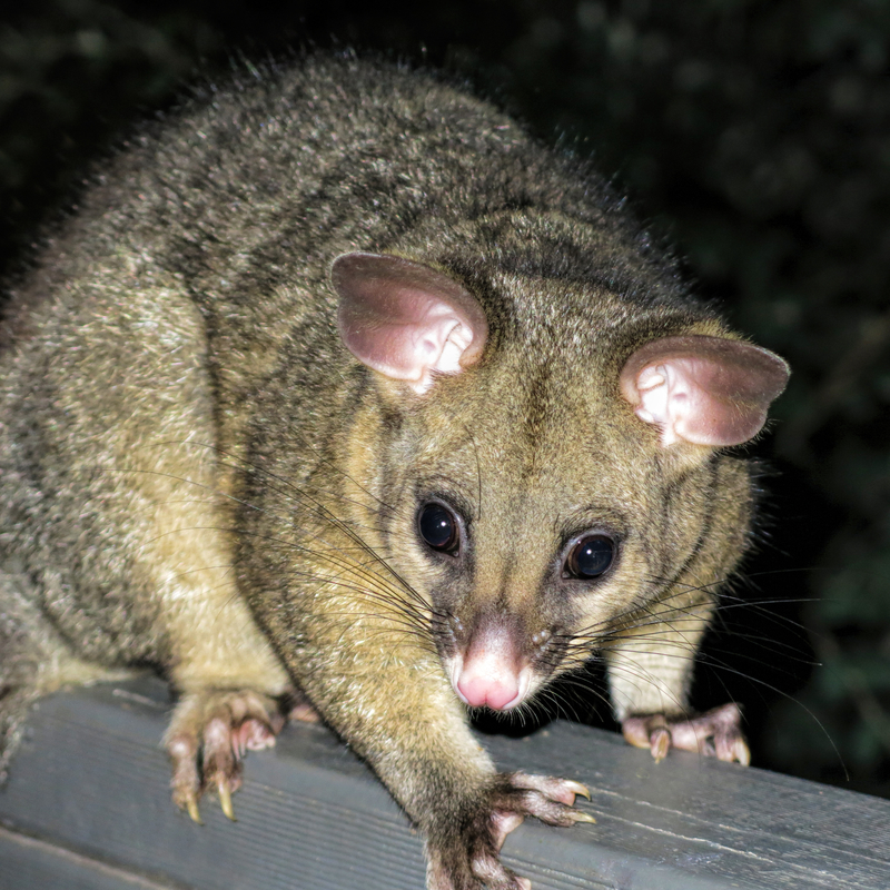 The New Zealand Brushtail Possum.