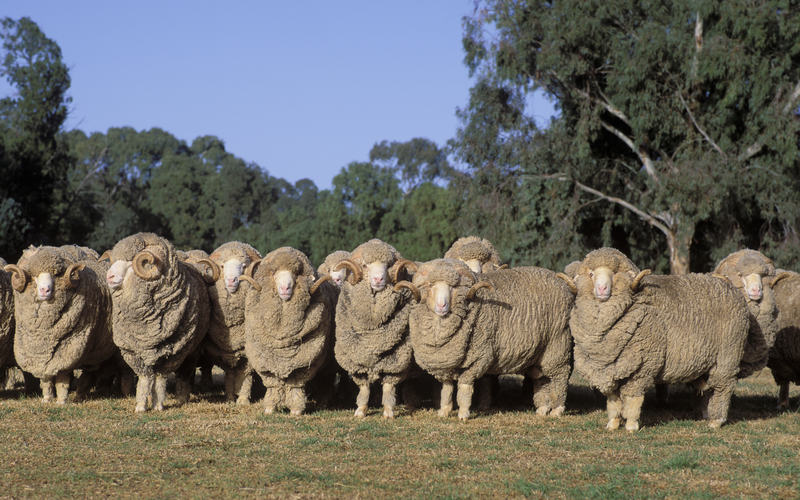American Sheep Industry Association and its American Wool Council have launched a multi-faceted campaign to educate consumers. 