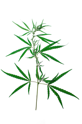 CBD is a non-psychoactive component present in the hemp plant. 
