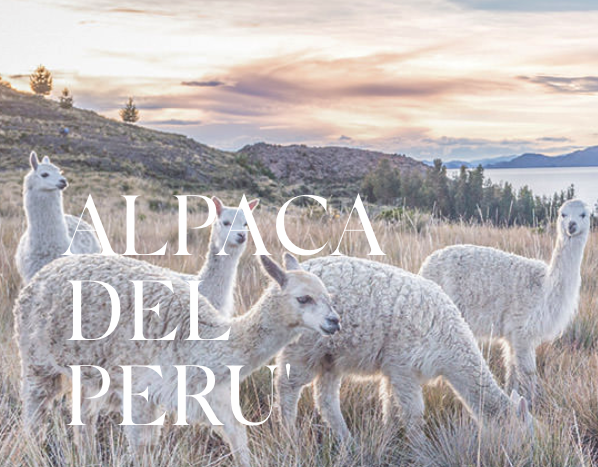  Peru Alpaca. © Pitti Filati.