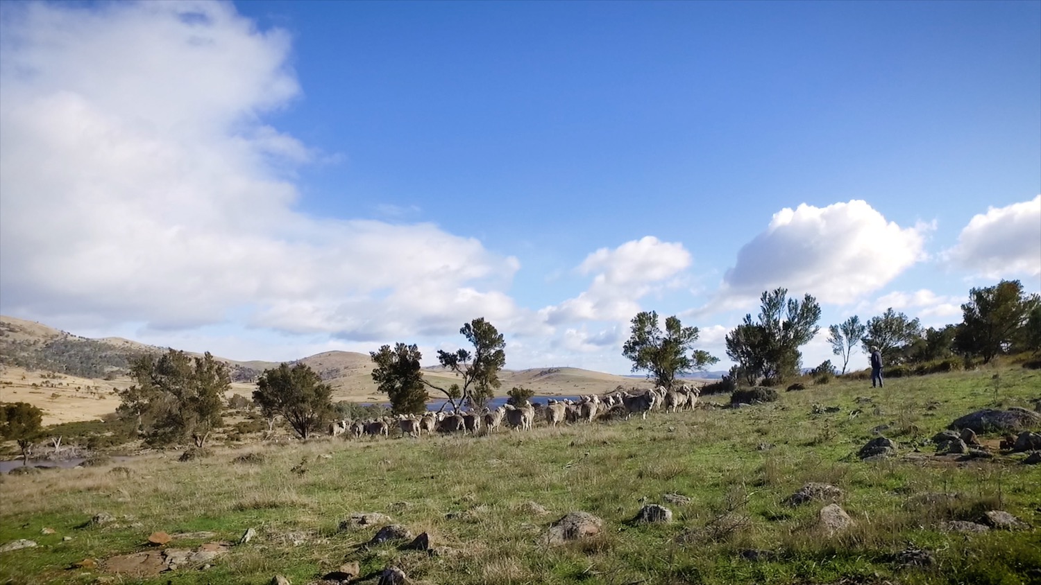 Trefuss Farm, Tasmania. © Campaign for Wool