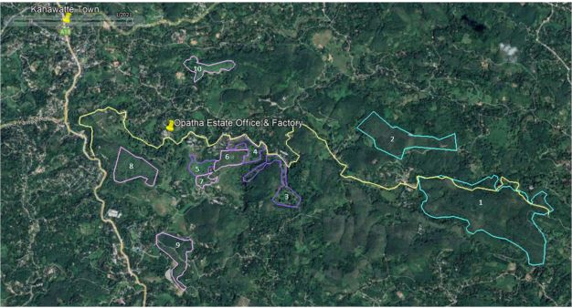 Over one thousand hectares in Opatha Estate, Ratnapura dedicated to sustainable fuelwood harvesting. © Ocean Lanka