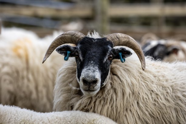 © Merrick Scottish Blackface Knitwear